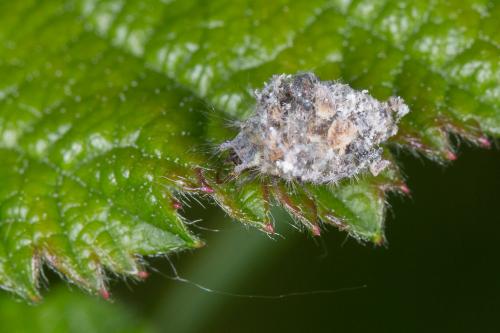 Réf. 242 824 : Pseudomallada sp.